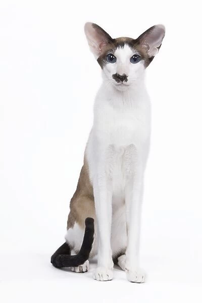Siamese Cat - seal point & white with 'moustache'
