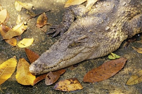 Siamese Crocodile - Thailand