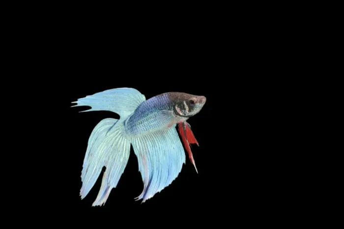 Framed Print : Siamese Fighter Fish Blue form male Display, side view Framed Print : Siamese Fighter Fish Blue form male Display, side view