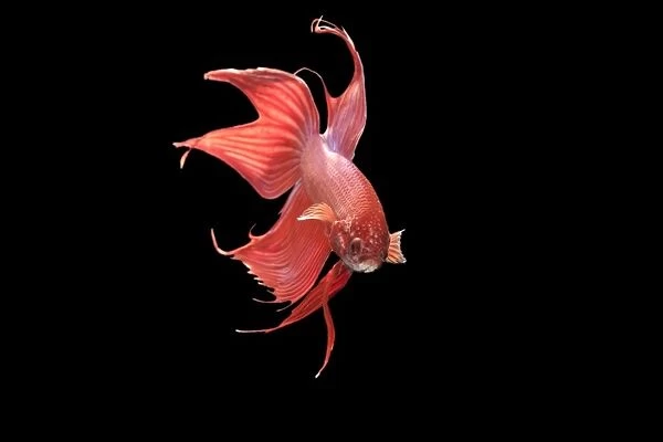 Siamese Fighter Fish Red form male Displaying, front view Siamese Fighter Red form male displaying front view Betta splendens © Brian Bevan  /  ARDEA