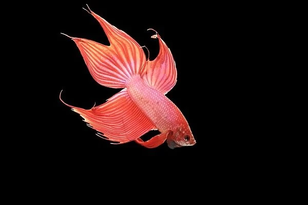 Siamese Fighter Fish Red form male Displaying