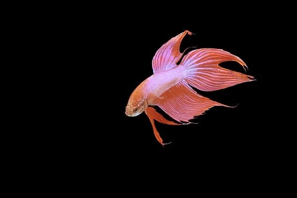 Siamese Fighter Fish Red form male Turning display, front view
