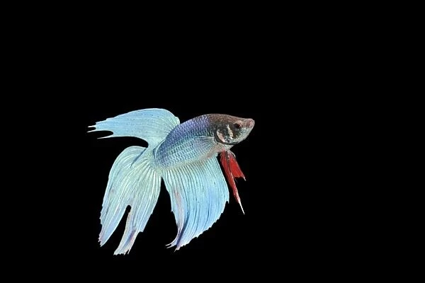 Siamese Fighting Fish - Blue form male, display, side view