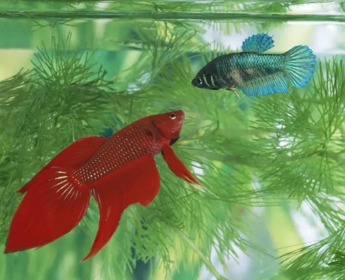 Framed Print : Siamese Fighting Fish - pair, male (red) & female (blue) Framed Print : Siamese Fighting Fish - pair, male (red) & female (blue)
