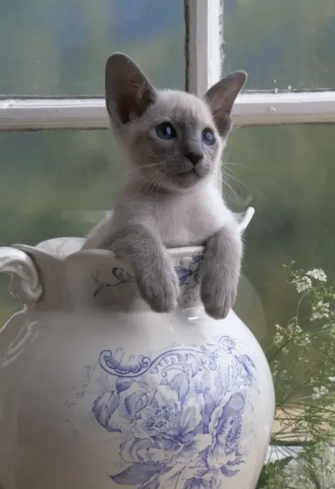 Framed Print : Siamese Kitten JD 11433E In jug © John Daniels / ARDEA LONDON Framed Print : Siamese Kitten JD 11433E In jug © John Daniels / ARDEA LONDON
