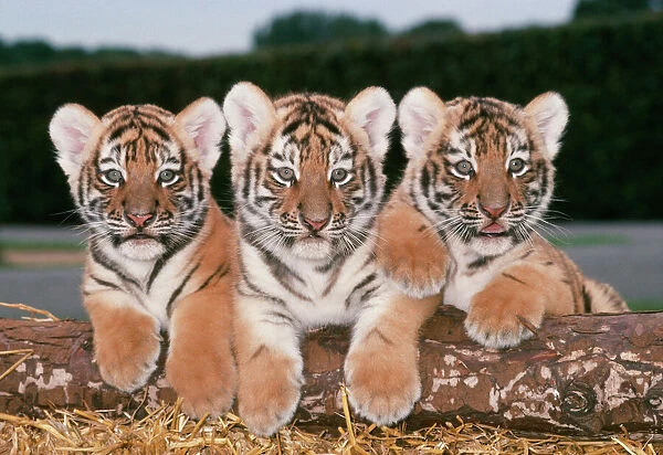 Siberian  /  Amur TIGER cubs - x three in a row