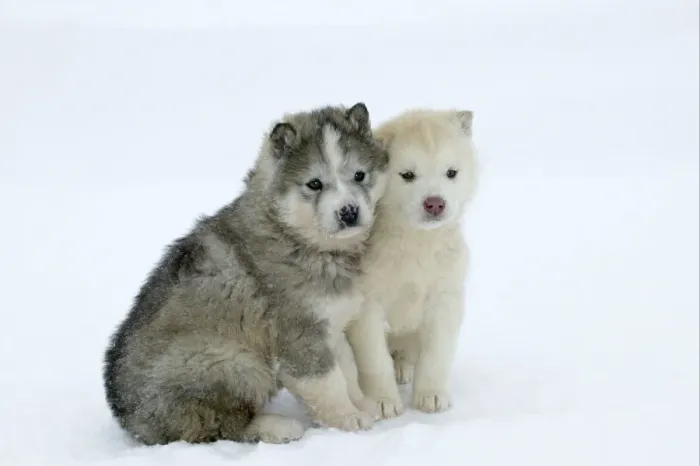 Framed Print : Siberian / Arctic HUSKIES - two puppies in snow. Churchill. Manitoba. Canada Framed Print : Siberian / Arctic HUSKIES - two puppies in snow. Churchill. Manitoba. Canada