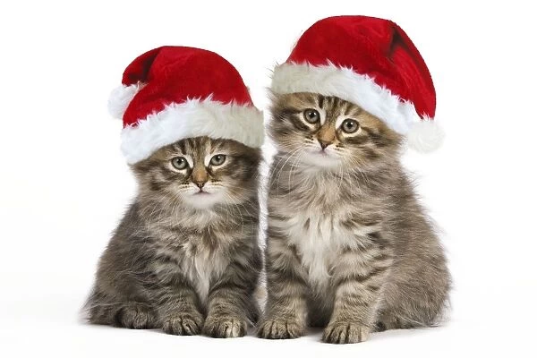 Siberian Cat - kittens wearing Christmas hats Digital Manipulation: Hats (Su)