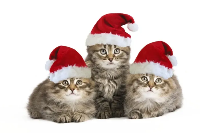 Framed Print : Siberian Cat - kittens wearing Christmas hats Digital Manipulation: Hats (Su) Framed Print : Siberian Cat - kittens wearing Christmas hats Digital Manipulation: Hats (Su)