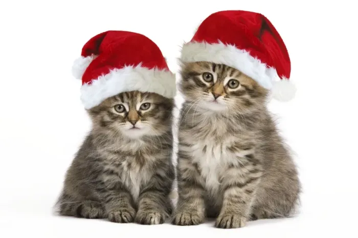 Framed Print : Siberian Cat - kittens wearing Christmas hats Digital Manipulation: Hats (Su) Framed Print : Siberian Cat - kittens wearing Christmas hats Digital Manipulation: Hats (Su)