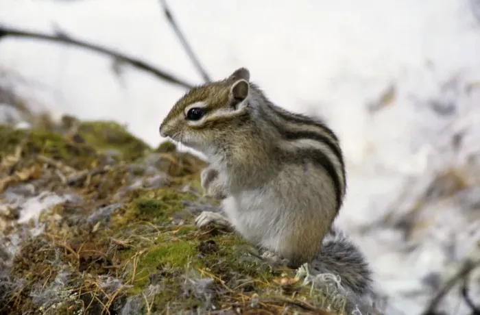 Framed Print : Siberian chipmunk feeds on forest floor, taiga-forest near river Taz; early spring; North Tumen region, Russia Tz30. 0239 Framed Print : Siberian chipmunk feeds on forest floor, taiga-forest near river Taz; early spring; North Tumen region, Russia Tz30. 0239