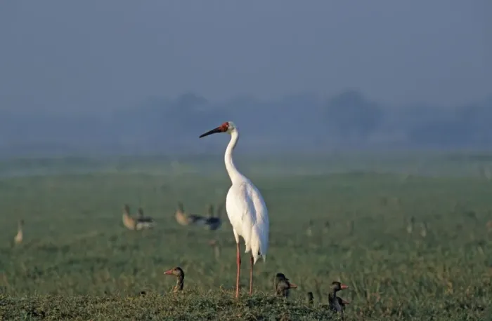 Framed Print : Siberian Crane on the mound, Keoladeo National Park, India. Critically endangered Framed Print : Siberian Crane on the mound, Keoladeo National Park, India. Critically endangered