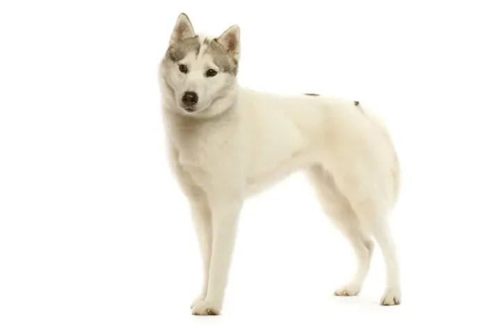 Framed Print : Siberian husky Framed Print : Siberian husky
