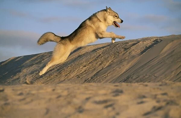 Siberian Husky Dog CRH 726 Leaping up sand dune © Chris Harvey  /  ARDEA LONDON