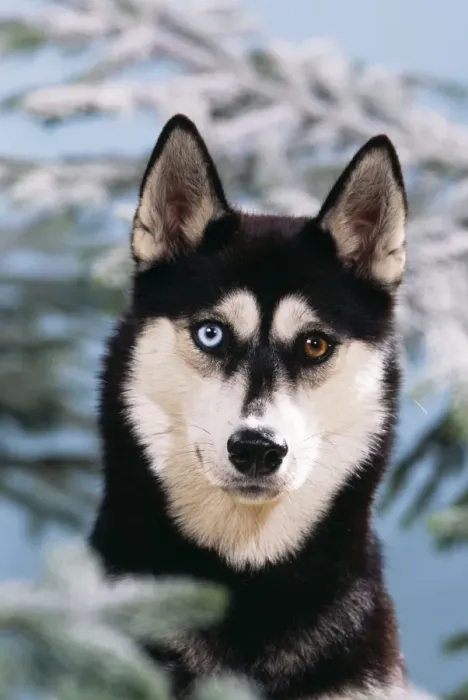Framed Print : Siberian Husky Dog Snowy fir tree Framed Print : Siberian Husky Dog Snowy fir tree