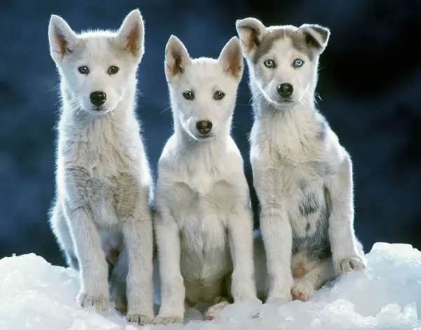 Siberian Husky Dogs Three Sitting on Snow Art Prints