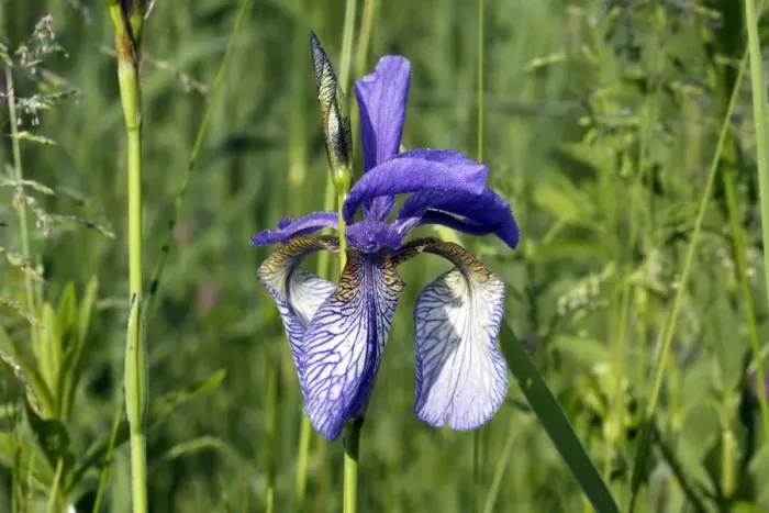 Framed Print : Siberian Iris