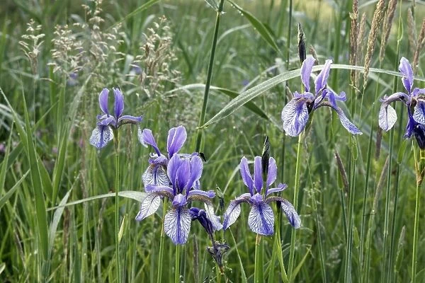 Siberian Iris - found in the black peaty soil of the Alsace region. France