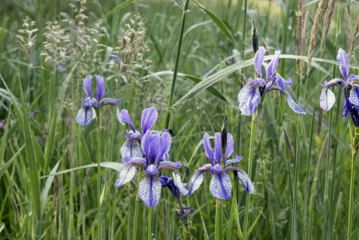 Framed Print : Siberian Iris - found in the black peaty soil of the Alsace region. France Framed Print : Siberian Iris - found in the black peaty soil of the Alsace region. France