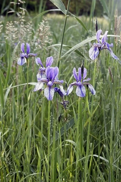 Siberian Iris - found in the black peaty soil of the Alsace region. France