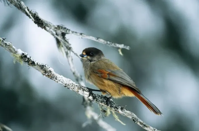 Framed Print : Siberian Jay Framed Print : Siberian Jay