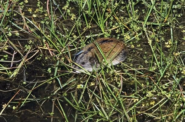 Siberian Lemming - adult crosses a puddle (Lemmings can swim). Typical species in tundra near Dikson, Russian Arctic. Summer, August. Di32. 1132