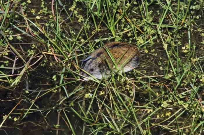 Framed Print : Siberian Lemming - adult crosses a puddle (Lemmings can swim). Typical species in tundra near Dikson, Russian Arctic. Summer, August. Di32. 1132 Framed Print : Siberian Lemming - adult crosses a puddle (Lemmings can swim). Typical species in tundra near Dikson, Russian Arctic. Summer, August. Di32. 1132