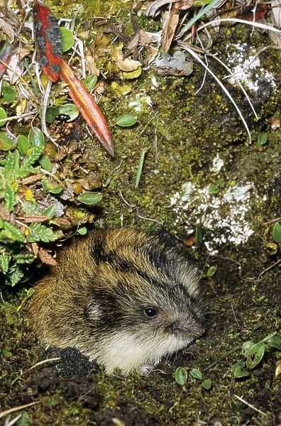 Siberian Lemming - adult at the entrance of its burrow. Entrance overgrown with lichens and mosses and dwarf willow indicates that borrow was used for years by generations of lemmings. Typical species in tundra near Dikson, Russian Arctic