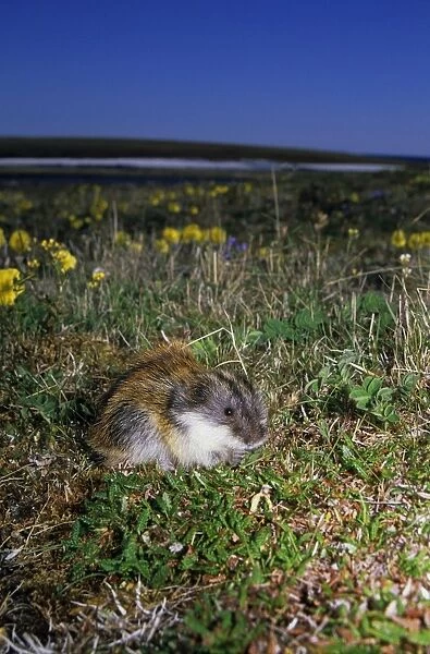 Siberian Lemming - adult feeds on grasses in tundra, next to a patch of flowering wild poppies, typical; summer in tundra of Taimyr peninsula, Kara sea shore, Northern Siberia, Russian Arctic Di33. 2468 (Ardea ANZ 59)