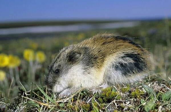 Siberian Lemming - adult on its guard while feeding on grasses in tundra, it's fur ruffled by wind; Polar Poppies flowering on background; typical in tundra of Taimyr peninsula, Kara sea shore, Northern Siberia, Russian Arctic