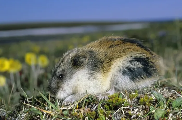 Framed Print : Siberian Lemming - adult on its guard while feeding on grasses in tundra, it's fur ruffled by wind; Polar Poppies flowering on background; typical in tundra of Taimyr peninsula, Kara sea shore, Northern Siberia, Russian Arctic Framed Print : Siberian Lemming - adult on its guard while feeding on grasses in tundra, it's fur ruffled by wind; Polar Poppies flowering on background; typical in tundra of Taimyr peninsula, Kara sea shore, Northern Siberia, Russian Arctic