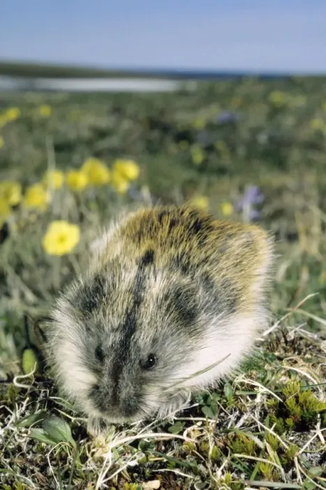 Framed Print : Siberian Lemming - adult on its guard while feeding on grasses in tundra; Polar Poppies flowering on background; typical in tundra of Taimyr peninsula, Kara sea shore, Northern Siberia, Russian Arctic. Summer, July. Di33. 3932 Framed Print : Siberian Lemming - adult on its guard while feeding on grasses in tundra; Polar Poppies flowering on background; typical in tundra of Taimyr peninsula, Kara sea shore, Northern Siberia, Russian Arctic. Summer, July. Di33. 3932