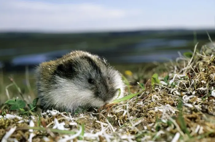 Framed Print : Siberian Lemming - adult on its guard while feeding on grasses in tundra; typical in tundra of Taimyr peninsula, Kara sea shore, Northern Siberia, Russian Arctic. Summer, July. Di33. 3067 Framed Print : Siberian Lemming - adult on its guard while feeding on grasses in tundra; typical in tundra of Taimyr peninsula, Kara sea shore, Northern Siberia, Russian Arctic. Summer, July. Di33. 3067