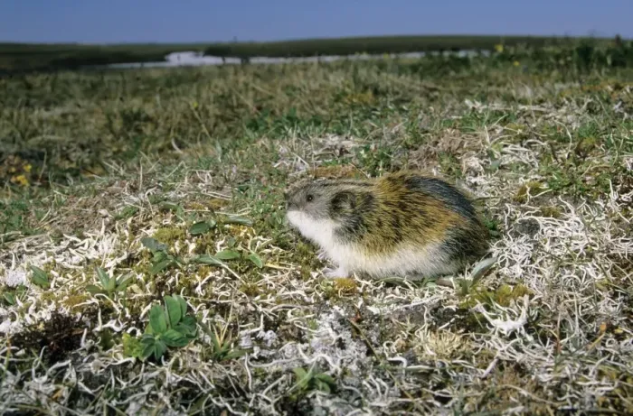 Framed Print : Siberian Lemming - adult on its guard while feeding on scarce vegetation (mostly on grasses) in tundra, typical; summer in tundra of Taimyr peninsula, Kara sea shore, Northern Siberia, Russian Arctic Di33. 2462 (Ardea ANZ 67) Framed Print : Siberian Lemming - adult on its guard while feeding on scarce vegetation (mostly on grasses) in tundra, typical; summer in tundra of Taimyr peninsula, Kara sea shore, Northern Siberia, Russian Arctic Di33. 2462 (Ardea ANZ 67)