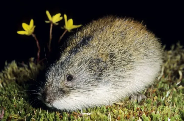Framed Print : Siberian Lemming - adult keeps motionless in an attempt to hide from danger. Typical species in tundra near Dikson, Russian Arctic. Summer, August. Di32. 2047