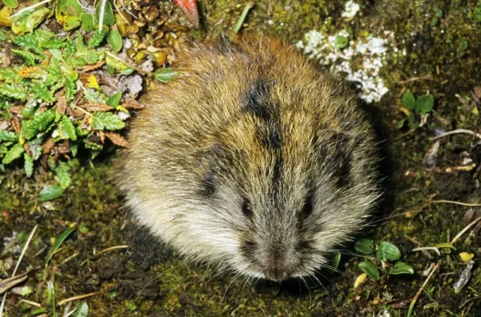 Framed Print : Siberian Lemming - adult near its burrow in tundra. Distinctive black stripe along the back is visible. Typical species in tundra near Dikson, Russian Arctic. Summer, August. Di32. 1141 Framed Print : Siberian Lemming - adult near its burrow in tundra. Distinctive black stripe along the back is visible. Typical species in tundra near Dikson, Russian Arctic. Summer, August. Di32. 1141