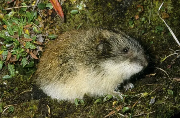 Framed Print : Siberian Lemming - adult near its burrow in tundra - Entrance overgrown with moss and dwarf willow which indicates that the burrow was used for years by generations of lemmings. Typical near Dikson, Russian Arctic. Summer, August Di32. 0148 Framed Print : Siberian Lemming - adult near its burrow in tundra - Entrance overgrown with moss and dwarf willow which indicates that the burrow was used for years by generations of lemmings. Typical near Dikson, Russian Arctic. Summer, August Di32. 0148