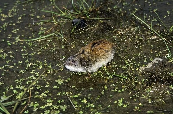 Siberian Lemming - adult sniffs air prior to crossing a puddle (Lemmings can swim). Typical species in tundra near Dikson, Russian Arctic. Summer, August. Di32. 1133