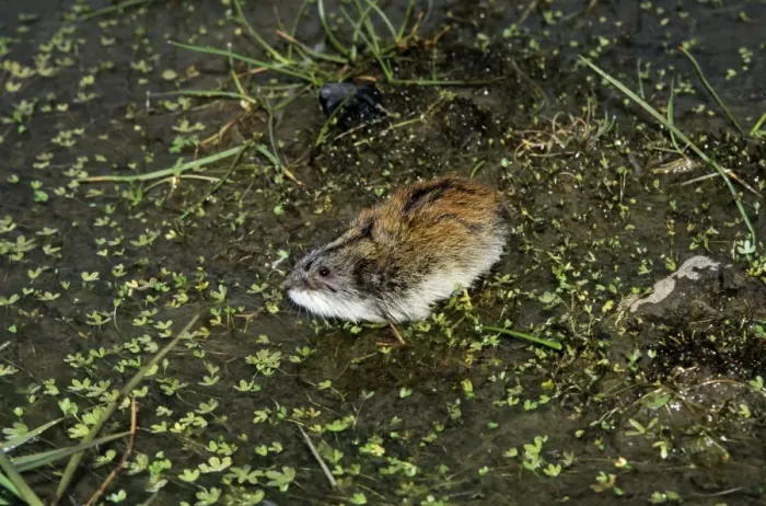 Framed Print : Siberian Lemming - adult sniffs air prior to crossing a puddle (Lemmings can swim). Typical species in tundra near Dikson, Russian Arctic. Summer, August. Di32. 1133 Framed Print : Siberian Lemming - adult sniffs air prior to crossing a puddle (Lemmings can swim). Typical species in tundra near Dikson, Russian Arctic. Summer, August. Di32. 1133