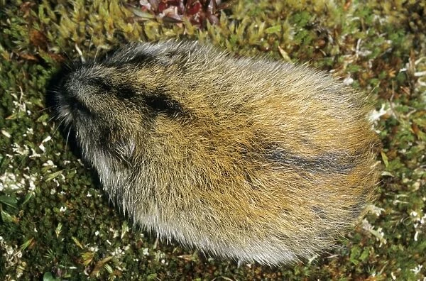 Siberian Lemming - adult from above - A typical colouring with a distinctive black stripe along its back. Typical species in tundra near Dikson, Russian Arctic. Summer, August. Di32. 1156