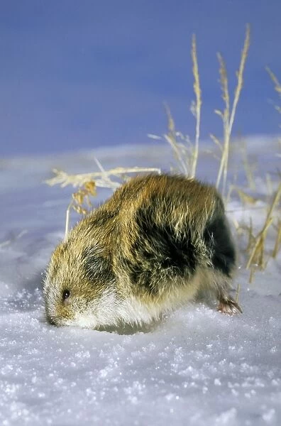 Siberian lemming - adult in winter, on snow in tundra; quickly digs snow in attempt to escape; it rarely comes on surface of snow (to escape water from melting snow)