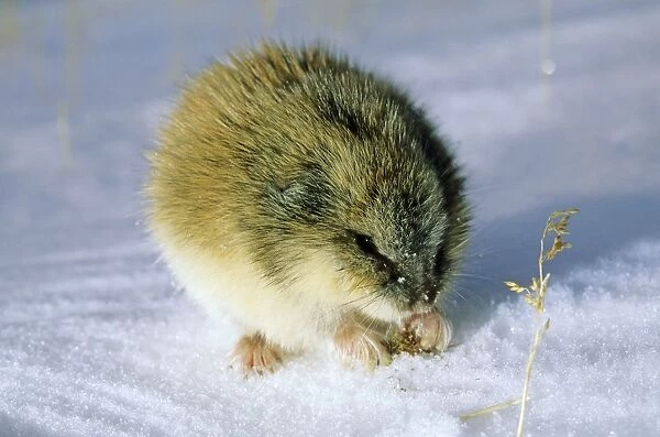 Siberian Lemming - adult in winter; feeds on dwarf willow sprouts and dry grass on snow surface, typical in tundra of Taimyr peninsula, Kara sea shore, North of Siberia, Russian Arctic. Di33. 0874