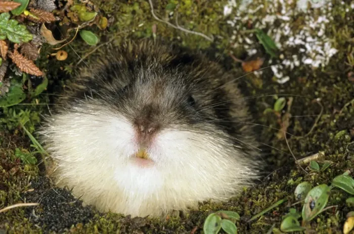 Framed Print : Siberian Lemming muzzle adult at the entrance of a burrow. Front teeth are visible. Entrance overgrown with lichens and mosses and dwarf willow indicates that burrow was used for years by generations of lemmings Framed Print : Siberian Lemming muzzle adult at the entrance of a burrow. Front teeth are visible. Entrance overgrown with lichens and mosses and dwarf willow indicates that burrow was used for years by generations of lemmings