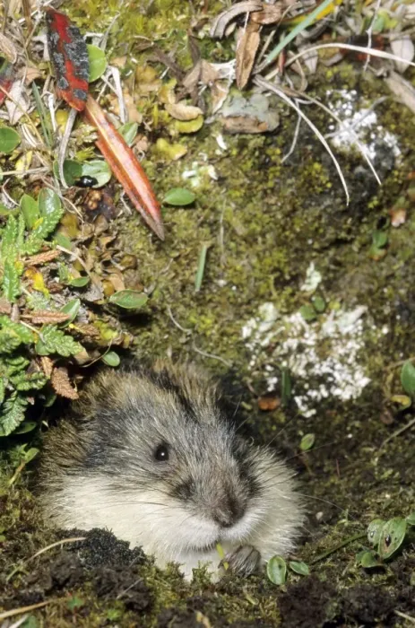 Framed Print : Siberian Lemming muzzle adult nibbles grass by the entrance of the burrow. Entrance overgrown with lichens and mosses and dwarf willow indicates that burrow was used for years by generations of lemmings Framed Print : Siberian Lemming muzzle adult nibbles grass by the entrance of the burrow. Entrance overgrown with lichens and mosses and dwarf willow indicates that burrow was used for years by generations of lemmings
