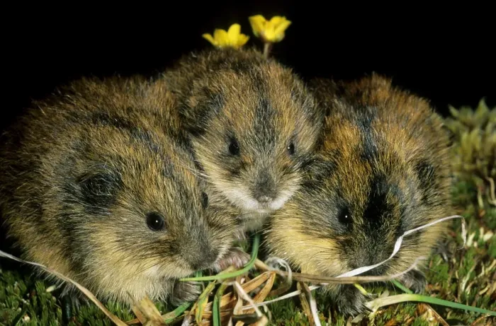 Framed Print : Siberian Lemmings - Three young nibble grass and huddle together (adults are a lot more territorial) - Typical new brood of siberian lemmings in tundra near Dikson, Russian Arctic. Summer, August. Di32. 0145 Framed Print : Siberian Lemmings - Three young nibble grass and huddle together (adults are a lot more territorial) - Typical new brood of siberian lemmings in tundra near Dikson, Russian Arctic. Summer, August. Di32. 0145