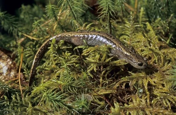 Siberian Salamander - adult; rare but typical in mossy habitats of taiga-forest floor near river Negustyah, a tributary of river Bolshoi Ugan, near Ugut settlement; Uganskii Nat. reserve, Siberia, Russia; spring