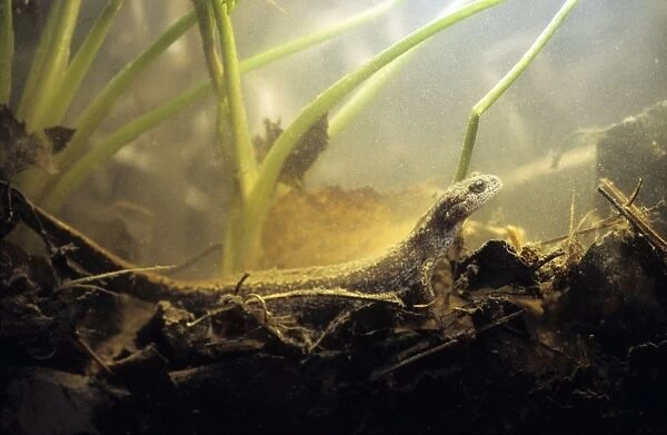 Siberian Salamander - Adult; rare but typical in mossy habitats and puddles of taiga-forest floor near river Negustyah, a tributary of river Bolshoi Ugan, near Ugut settlement; Uganskii Nat. reserve, Siberia, Russia; spring