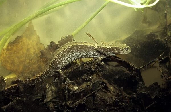 Siberian Salamander - adult; rare but typical in mossy habitats and puddles of taiga-forest floor near river Negustyah, a tributary of river Bolshoi Ugan, near Ugut settlement; Uganskii Nat. reserve, Siberia, Russia; spring
