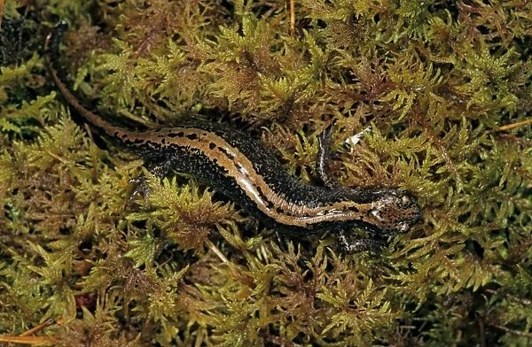Siberian Salamander - Adult; rare but typical in mossy habitats and puddles of taiga-forest floor near river Negustyah, a tributary of river Bolshoi Ugan, near Ugut settlement; Uganskii Nat. reserve, Siberia, Russia; spring