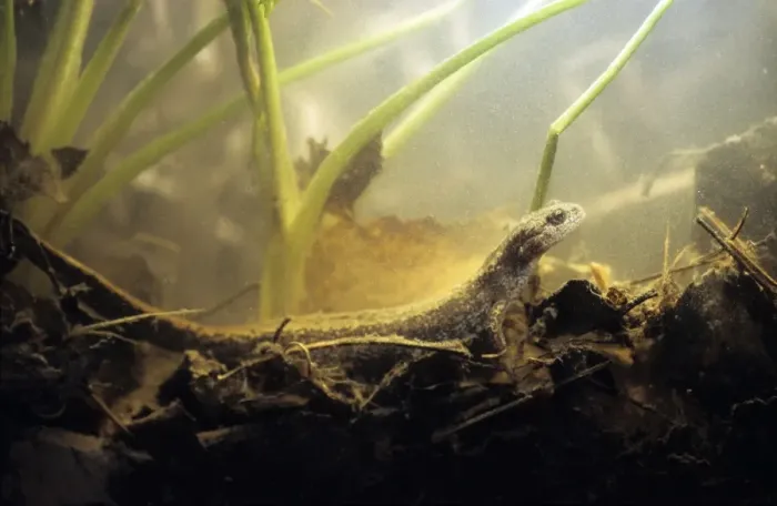 Framed Print : Siberian Salamander - Adult; rare but typical in mossy habitats and puddles of taiga-forest floor near river Negustyah, a tributary of river Bolshoi Ugan, near Ugut settlement; Uganskii Nat. reserve, Siberia, Russia; spring